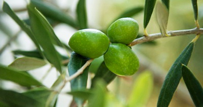 Оливковое дерево в домашних условиях